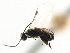  ( - CNCHYM 00097)  @11 [ ] CreativeCommons - Attribution (2011) CNC/CBG Photography Group Centre for Biodiversity Genomics