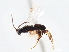  ( - CNCHYM 00102)  @11 [ ] CreativeCommons - Attribution (2011) CNC/CBG Photography Group Centre for Biodiversity Genomics