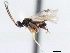  (Apanteles edwardsii - CNCHYM 00103)  @11 [ ] CreativeCommons - Attribution (2011) CNC/CBG Photography Group Centre for Biodiversity Genomics