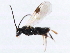  (Apanteles firmus - CNCHYM 00109)  @11 [ ] CreativeCommons - Attribution (2011) CNC/CBG Photography Group Centre for Biodiversity Genomics