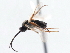  ( - CNCHYM 00111)  @11 [ ] CreativeCommons - Attribution (2011) CNC/CBG Photography Group Centre for Biodiversity Genomics