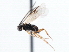  ( - CNCHYM 00112)  @11 [ ] CreativeCommons - Attribution (2011) CNC/CBG Photography Group Centre for Biodiversity Genomics