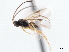  ( - CNCHYM 00121)  @11 [ ] CreativeCommons - Attribution (2011) CNC/CBG Photography Group Centre for Biodiversity Genomics