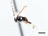  ( - CNCHYM 00122)  @11 [ ] CreativeCommons - Attribution (2011) CNC/CBG Photography Group Centre for Biodiversity Genomics