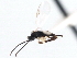  (Apanteles harti - CNCHYM 00128)  @11 [ ] CreativeCommons - Attribution (2011) CNC/CBG Photography Group Centre for Biodiversity Genomics