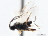  ( - CNCHYM 00129)  @11 [ ] CreativeCommons - Attribution (2011) CNC/CBG Photography Group Centre for Biodiversity Genomics