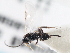  (Apanteles kubensis - CNCHYM 00136)  @12 [ ] CreativeCommons - Attribution (2011) CNC/CBG Photography Group Centre for Biodiversity Genomics