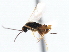  (Apanteles laevicoxis - CNCHYM 00140)  @11 [ ] CreativeCommons - Attribution (2011) CNC/CBG Photography Group Centre for Biodiversity Genomics
