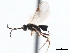  ( - CNCHYM 00141)  @11 [ ] CreativeCommons - Attribution (2011) CNC/CBG Photography Group Centre for Biodiversity Genomics