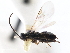  ( - CNCHYM 00142)  @11 [ ] CreativeCommons - Attribution (2011) CNC/CBG Photography Group Centre for Biodiversity Genomics