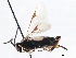  ( - CNCHYM 00145)  @11 [ ] CreativeCommons - Attribution (2011) CNC/CBG Photography Group Centre for Biodiversity Genomics