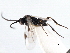  ( - CNCHYM 00146)  @12 [ ] CreativeCommons - Attribution (2011) CNC/CBG Photography Group Centre for Biodiversity Genomics