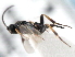  ( - CNCHYM 00147)  @12 [ ] CreativeCommons - Attribution (2011) CNC/CBG Photography Group Centre for Biodiversity Genomics