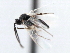  ( - CNCHYM 00149)  @11 [ ] CreativeCommons - Attribution (2011) CNC/CBG Photography Group Centre for Biodiversity Genomics
