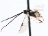  (Apanteles lyridice - CNCHYM 00151)  @13 [ ] CreativeCommons - Attribution (2011) CNC/CBG Photography Group Centre for Biodiversity Genomics