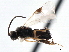  ( - CNCHYM 00170)  @11 [ ] CreativeCommons - Attribution (2011) CNC/CBG Photography Group Centre for Biodiversity Genomics