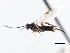  ( - CNCHYM 00171)  @11 [ ] CreativeCommons - Attribution (2011) CNC/CBG Photography Group Centre for Biodiversity Genomics