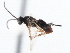  ( - CNCHYM 00172)  @11 [ ] CreativeCommons - Attribution (2011) CNC/CBG Photography Group Centre for Biodiversity Genomics