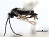  (Apanteles oatmani - CNCHYM 00185)  @11 [ ] CreativeCommons - Attribution (2011) CNC/CBG Photography Group Centre for Biodiversity Genomics