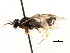  ( - CNCHYM 02970)  @11 [ ] CreativeCommons - Attribution (2011) CNC/CBG Photography Group Centre for Biodiversity Genomics