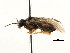  ( - CNCHYM 02971)  @11 [ ] CreativeCommons - Attribution (2011) CNC/CBG Photography Group Centre for Biodiversity Genomics