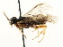  (Fenusella hortulana - CNCHYM 02972)  @11 [ ] CreativeCommons - Attribution (2011) CNC/CBG Photography Group Centre for Biodiversity Genomics