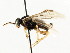  (Fenusella leucostoma - CNCHYM 02973)  @13 [ ] CreativeCommons - Attribution (2011) CNC/CBG Photography Group Centre for Biodiversity Genomics