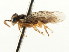  (Fenusella populifoliella - CNCHYM 02977)  @11 [ ] CreativeCommons - Attribution (2011) CNC/CBG Photography Group Centre for Biodiversity Genomics