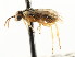  ( - CNCHYM 02979)  @11 [ ] CreativeCommons - Attribution (2011) CNC/CBG Photography Group Centre for Biodiversity Genomics