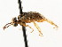  ( - CNCHYM 02980)  @11 [ ] CreativeCommons - Attribution (2011) CNC/CBG Photography Group Centre for Biodiversity Genomics