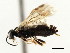  ( - CNCHYM 02982)  @12 [ ] CreativeCommons - Attribution (2011) CNC/CBG Photography Group Centre for Biodiversity Genomics