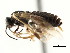  ( - CNCHYM 02983)  @12 [ ] CreativeCommons - Attribution (2011) CNC/CBG Photography Group Centre for Biodiversity Genomics