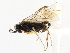  ( - CNCHYM 02984)  @11 [ ] CreativeCommons - Attribution (2011) CNC/CBG Photography Group Centre for Biodiversity Genomics