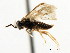  ( - CNCHYM 03007)  @11 [ ] CreativeCommons - Attribution (2011) CNC/CBG Photography Group Centre for Biodiversity Genomics