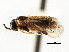  ( - CNCHYM 03008)  @11 [ ] CreativeCommons - Attribution (2011) CNC/CBG Photography Group Centre for Biodiversity Genomics