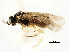  ( - CNCHYM 03009)  @12 [ ] CreativeCommons - Attribution (2011) CNC/CBG Photography Group Centre for Biodiversity Genomics