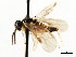  ( - CNCHYM 03010)  @11 [ ] CreativeCommons - Attribution (2011) CNC/CBG Photography Group Centre for Biodiversity Genomics