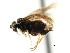  ( - CNCHYM 03017)  @11 [ ] CreativeCommons - Attribution (2011) CNC/CBG Photography Group Centre for Biodiversity Genomics