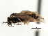  ( - CNCHYM 03019)  @11 [ ] CreativeCommons - Attribution (2011) CNC/CBG Photography Group Centre for Biodiversity Genomics