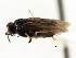  ( - CNCHYM 03020)  @11 [ ] CreativeCommons - Attribution (2011) CNC/CBG Photography Group Centre for Biodiversity Genomics