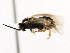  ( - CNCHYM 03029)  @13 [ ] CreativeCommons - Attribution (2011) CNC/CBG Photography Group Centre for Biodiversity Genomics