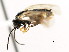 ( - CNCHYM 03030)  @12 [ ] CreativeCommons - Attribution (2011) CNC/CBG Photography Group Centre for Biodiversity Genomics
