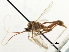  (Astiphromma jezoense - CNCHYM 03709)  @11 [ ] CreativeCommons - Attribution (2011) CNC/CBG Photography Group Centre for Biodiversity Genomics