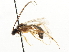  (Astiphromma pectorale - CNCHYM 03727)  @14 [ ] CreativeCommons - Attribution (2011) CNC/CBG Photography Group Centre for Biodiversity Genomics