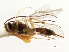  ( - CNCHYM 03771)  @11 [ ] CreativeCommons - Attribution (2011) CNC/CBG Photography Group Centre for Biodiversity Genomics