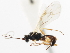  ( - CNCHYM 03774)  @11 [ ] CreativeCommons - Attribution (2011) CNC/CBG Photography Group Centre for Biodiversity Genomics