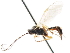  ( - CNCHYM 03775)  @11 [ ] CreativeCommons - Attribution (2011) CNC/CBG Photography Group Centre for Biodiversity Genomics
