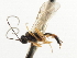  ( - CNCHYM 03777)  @11 [ ] CreativeCommons - Attribution (2011) CNC/CBG Photography Group Centre for Biodiversity Genomics
