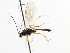  ( - CNCHYM 03778)  @13 [ ] CreativeCommons - Attribution (2011) CNC/CBG Photography Group Centre for Biodiversity Genomics