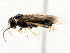  ( - CNCHYM 05202)  @12 [ ] CreativeCommons - Attribution (2011) CNC/CBG Photography Group Centre for Biodiversity Genomics